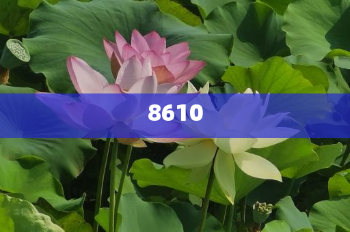 76歲老人游泳被3只野狗咬死-創(chuàng)新分析、解釋與落實(shí),拒絕虛假的承諾